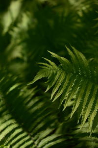 Close-up of palm tree