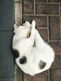 Directly above shot of cat sleeping