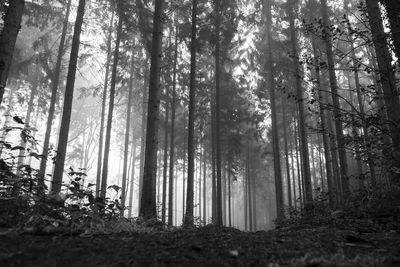 Low angle view of trees in forest