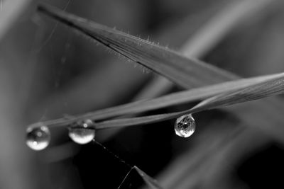 Close-up of water drops on leaf