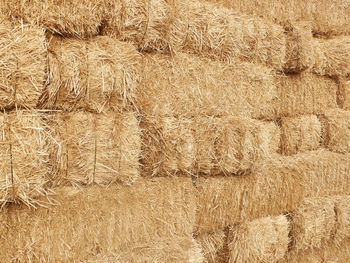 Full frame shot of wheat field