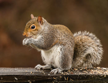 Close-up of squirrel on wood