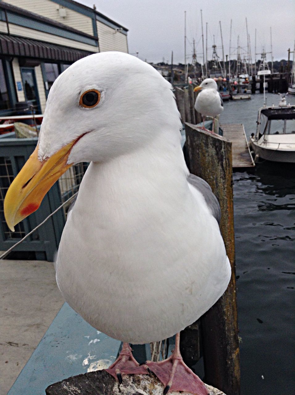 bird, water, animal themes, nautical vessel, transportation, moored, swan, wildlife, animals in the wild, harbor, boat, one animal, seagull, outdoors, pier, sea, white color, mode of transport, day, nature