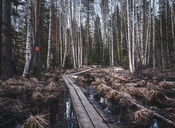 Panoramic shot of trees in forest