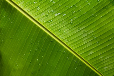 Full frame shot of wet leaf