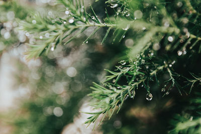 Close-up of raindrops on pine tree