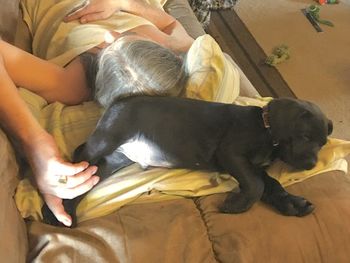 Low section of woman with dog relaxing on floor