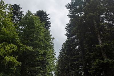 Low angle view of trees against sky