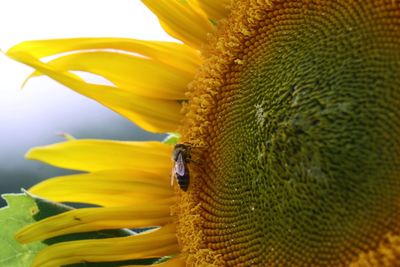 Close-up of sunflower