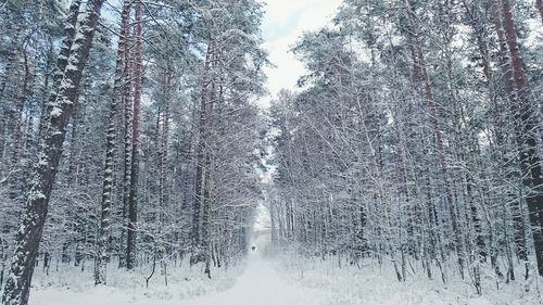 Low angle view of snow covered bare trees in forest