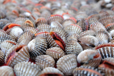 Full frame shot of fish for sale in market