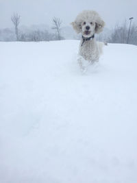 Portrait of dog during winter