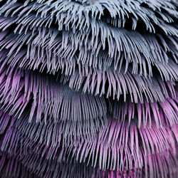 Full frame shot of feathers