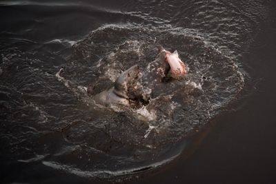 High angle view of fish in water