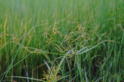 Close-up of crops on field