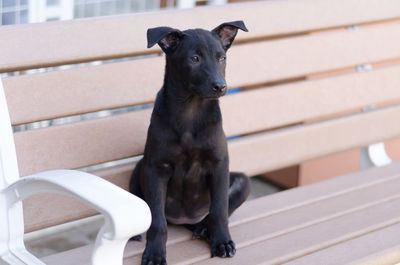 Portrait of black dog sitting