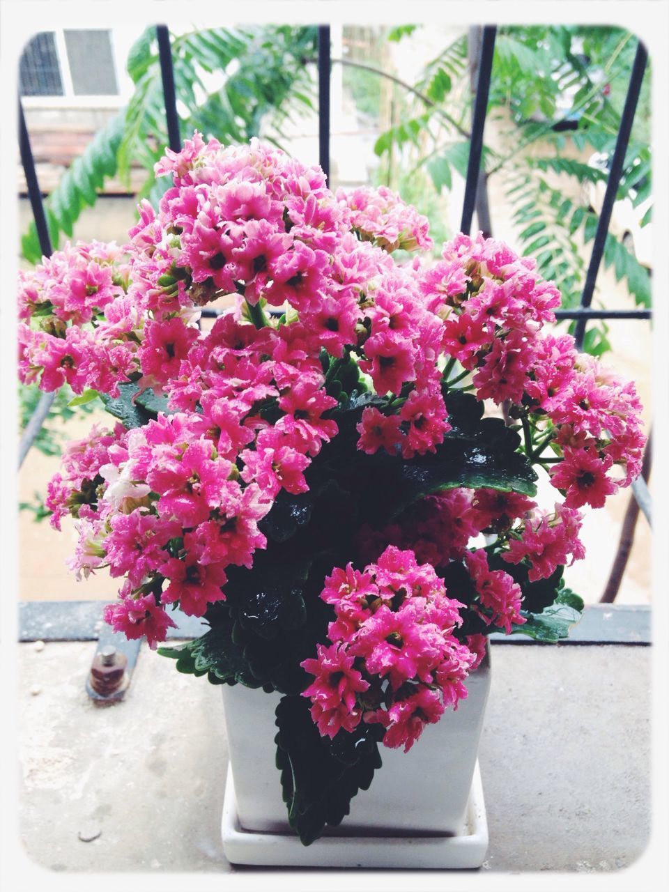 flower, freshness, fragility, petal, growth, pink color, plant, beauty in nature, transfer print, flower head, potted plant, blooming, nature, blossom, in bloom, auto post production filter, flower pot, bunch of flowers, springtime, day