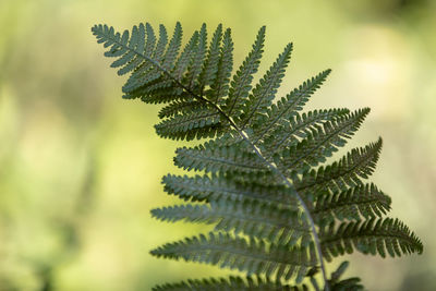 Close-up of leaves on tree