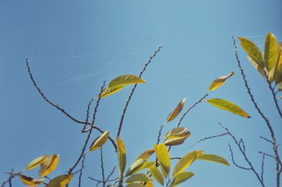 Low angle view of plant against clear blue sky