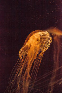 Close-up of jellyfishes swimming in sea