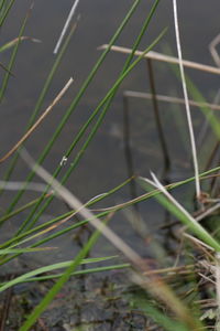 High angle view of grass on field