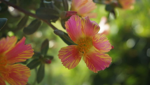 Close-up of pink flower blooming outdoors