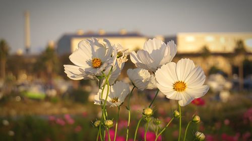 Close-up of white flowers blooming outdoors