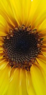 Extreme close-up of yellow flower pollen