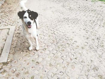 High angle view of dog standing on footpath