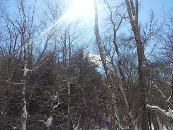 Low angle view of bare trees against sky