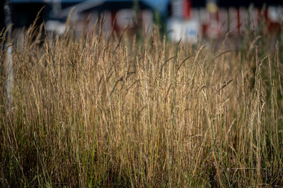 Close-up of stalks in field