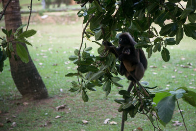 Monkey sitting on a tree