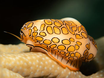 Cyphoma gibbosum