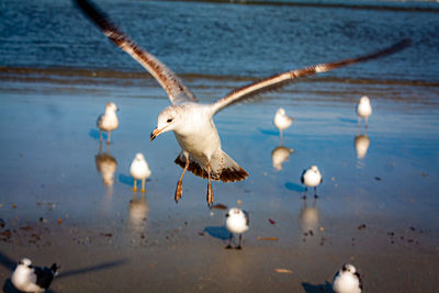 Seagulls flying over sea