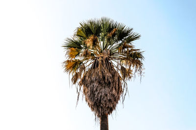 Low angle view of palm tree against clear sky