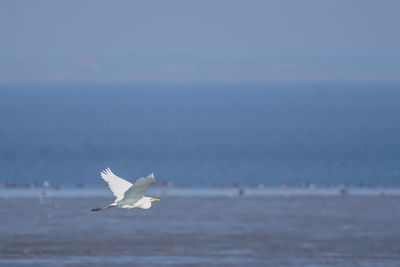 White bird flying over sea