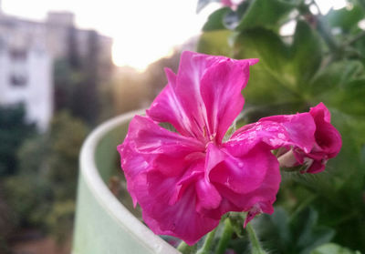 Close-up of pink flower blooming outdoors