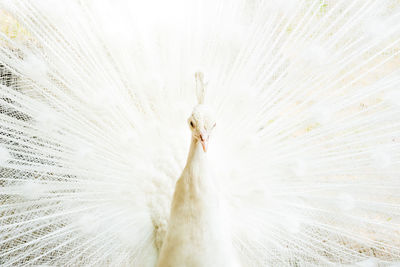 Close-up of a peacock