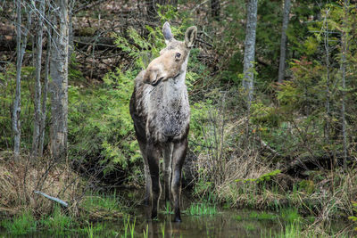 Moose standing in forest