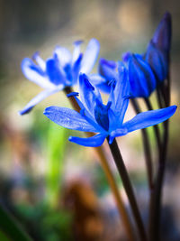 Close-up of purple flower blooming against blue sky
