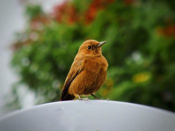 Indian robin