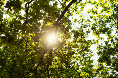 Sunlight streaming through trees in forest on sunny day