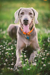 Portrait of dog sticking out tongue on field