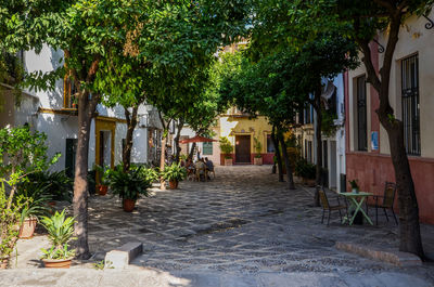 Street amidst trees and buildings in town