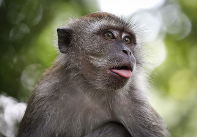 Close-up portrait of monkey