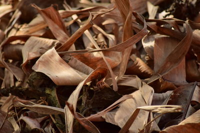 Close-up of dry leaves on field