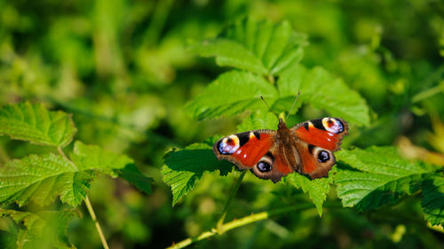 Close-up of butterfly on leaf