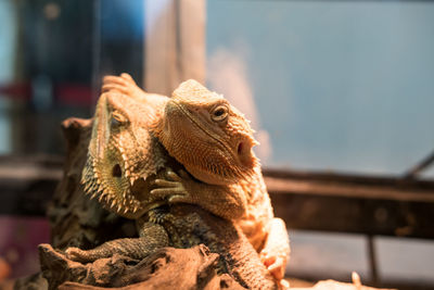 Close-up of bearded dragons in glass tank