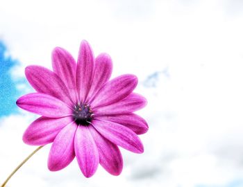 Close-up of pink flower