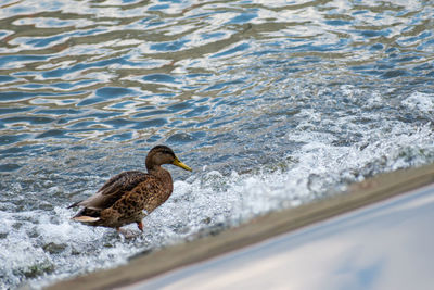 High angle view of duck in lake